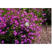 Lobelia Mitternachtsblau - fioletowa