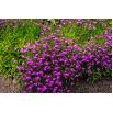 Lobelia Mitternachtsblau - fioletowa