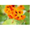 Nasturcja niska Lady Bird