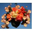 Begonia pachnąca - Aromantics - 2 szt.