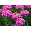 Aster - Contraster - różowobiały