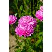 Aster - Contraster - różowobiały