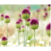 Czosnek główkowaty - Allium sphaerocephalon - 20 szt.