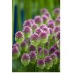 Czosnek główkowaty - Allium sphaerocephalon - 20 szt.