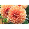 Dalia - Colour Spectacle
