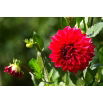Dalia czerwona - Dahlia Red
