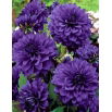 Dalia niebieska - Dahlia Blue
