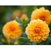 Dalia pomarańczowa - Dahlia Orange