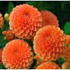 Dalia - Sylvia - pomponowa