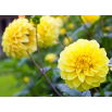 Dalia żółta - Dahlia Yellow