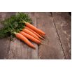 Domowy ogródek - Marchew Touchon - do uprawy w domu i na balkonie