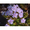 Floks (Phlox) - Płomyk wiechowaty - All In One - 1 szt.