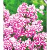 Floks (Phlox) - Płomyk wiechowaty - Peppermint Twist - 1 szt.