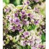 Floks (Phlox) - Płomyk wiechowaty - Sherbet Blend - 1 szt.