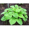 Funkia - Hosta August Moon