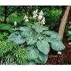 Funkia - Hosta Big Daddy