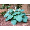 Funkia - Hosta Big Daddy