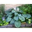 Funkia - Hosta Big Daddy