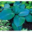 Funkia - Hosta Blue Angel