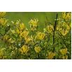 Glorioza żółta - Gloriosa Lutea