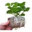 Pęczniejąca doniczka torfowa - GrowBlock - 50x50 mm