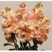 Lewkonia letnia Excelsior Apricot