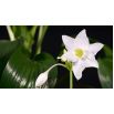 Lilia amazońska - Eucharis amazonica