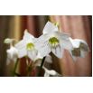 Lilia amazońska - Eucharis amazonica