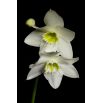 Lilia amazońska - Eucharis amazonica