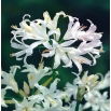 Nerine Alba - 1 szt.