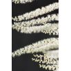 Parzydło leśne - Aruncus dioicus - 1 szt.