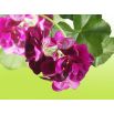 Pelargonia fioletowa