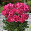 Piwonia, Paeonia - Patio London - niska, doniczkowa - sadzonka