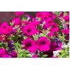 Petunia zwisająca, Surfinia purpurowofioletowa Rubina