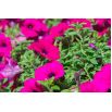 Petunia zwisająca, Surfinia purpurowofioletowa Rubina
