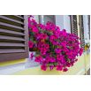 Petunia zwisająca, Surfinia purpurowofioletowa Rubina