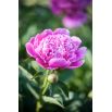 Piwonia, Paeonia - Edulis Superba - sadzonka