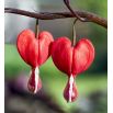 Serduszka okazałe czerwone - Valentine - 1 szt.