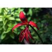 Sprekelia czerwona - Sprekelia Formosissima - głęboka czerwień - 1 szt.