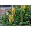 Wianecznik Gardnera - Hedychium gardnerianum - rozmiar TOP