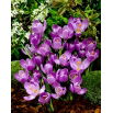 Krokus Flower Record - 10 szt.