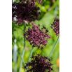 Czosnek ozdobny Atropurpureum - 5 szt.