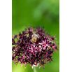 Czosnek ozdobny Atropurpureum - 5 szt.