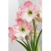 Hipeastrum - Amarylis - Apple Blossom
