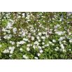 Zawilec grecki - White Splendour - 8 szt.