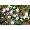 Zawilec grecki - White Splendour - 8 szt.