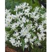 Śnieżnik lśniący biały - Chionodoxa luciliae alba - 10 szt.