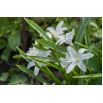Śnieżnik lśniący biały - Chionodoxa luciliae alba - 10 szt.
