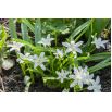 Śnieżnik lśniący biały - Chionodoxa luciliae alba - 10 szt.