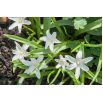 Śnieżnik lśniący biały - Chionodoxa luciliae alba - 10 szt.